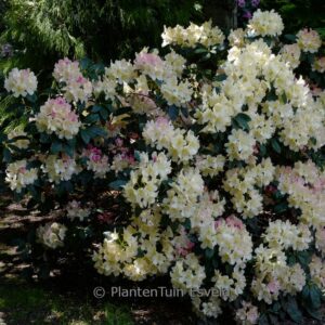 Rhododendron 'Dreamland'