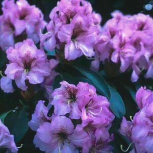 Rhododendron 'Duftauge'