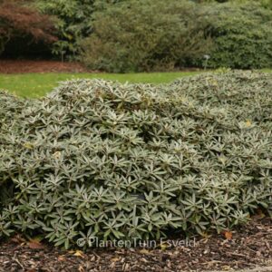 Rhododendron 'Edelweiss'