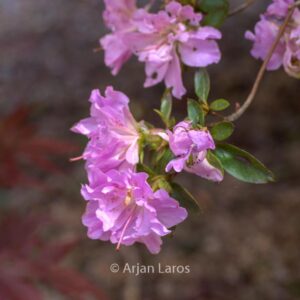 Rhododendron 'Elsie Lee' (Azalea)