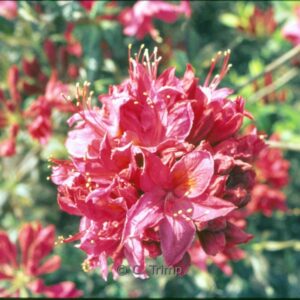 Rhododendron 'Elsie Pratt' (Azalea)