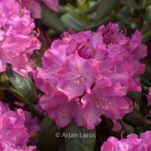 Rhododendron 'English Roseum'