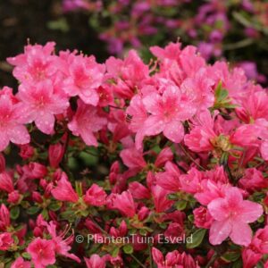 Rhododendron 'Ennepe' (Azalea)