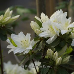 Rhododendron 'Fago-no-fugi' (Azalea)