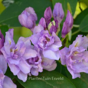 Rhododendron 'Fastuosum Plenum'