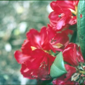 Rhododendron 'Fireball' (Azalea)