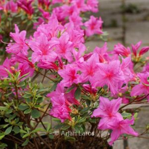 Rhododendron 'Flaeri' (Azalea)