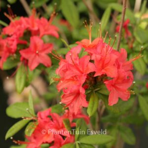 Rhododendron 'Fritz Quihou' (Azalea)