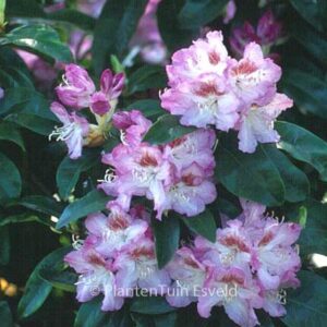 Rhododendron 'Gabriele Liebig'