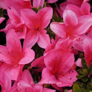 Rhododendron 'Gaiety' (Azalea)
