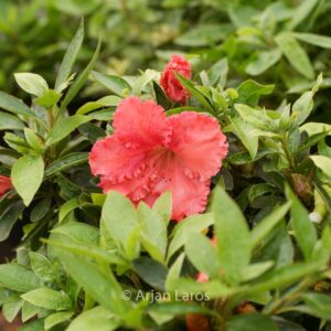 Rhododendron 'General Wavell' (Azalea)