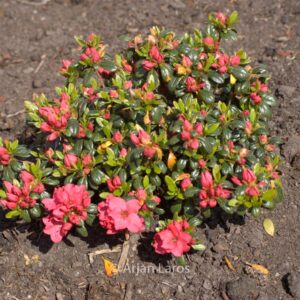 Rhododendron 'Gertrud' (Azalea)