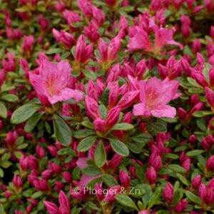Rhododendron 'Gilbert Mullie' (Azalea)