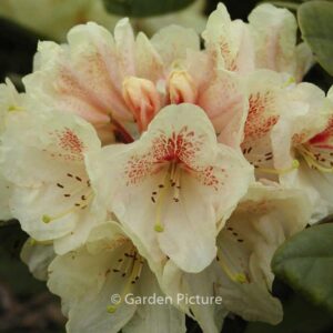 Rhododendron 'Goldbukett'
