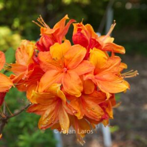 Rhododendron 'Golden Eagle' (Azalea)