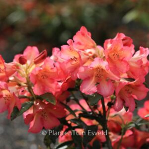 Rhododendron 'Golden Gate'