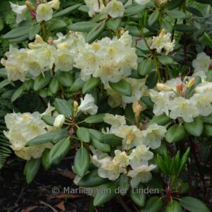 Rhododendron 'Goldinetta'