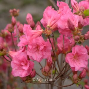 Rhododendron 'Hachbabu' (BABUSCHKA) (Azalea)