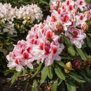 Rhododendron 'Hachbela' (BELAMI)