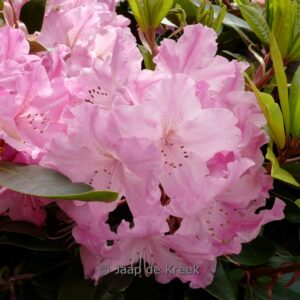 Rhododendron 'Hachcaru' (CARUSO)