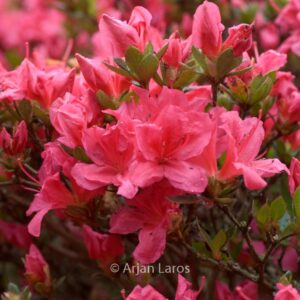 Rhododendron 'Hachdrapa' (DRAPA)