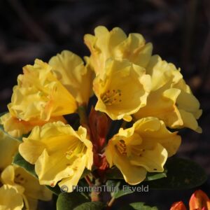 Rhododendron 'Hachgold' (GOLDEN EVEREST)