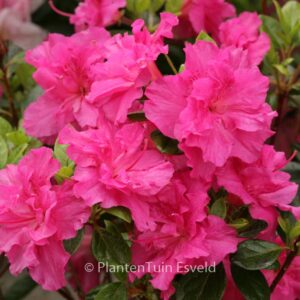 Rhododendron 'Hachpett' (PETTICOAT) (Azalea)
