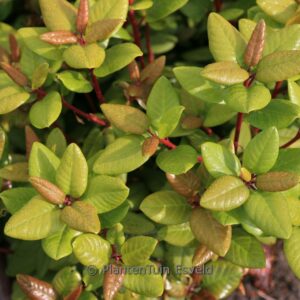 Rhododendron 'Hallelujah'