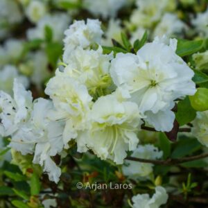 Rhododendron 'Helen Curtis' (Azalea)