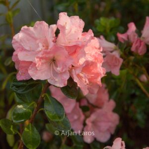 Rhododendron 'Hera' (Azalea)