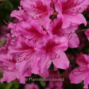Rhododendron 'Herbert' (Azalea)