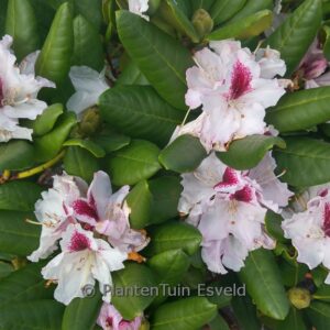 Rhododendron 'Herbstgruss'