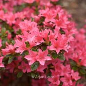 Rhododendron 'Hinode no taka' (Azalea)