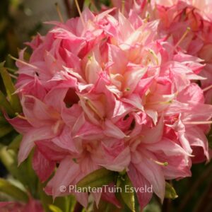 Rhododendron 'Homebush' (Azalea)