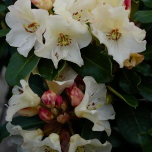 Rhododendron 'Horizon Monarch'