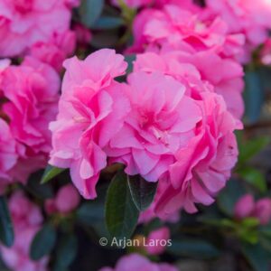Rhododendron 'Hort9201' (HORTINNO EVERGREEN PINK)