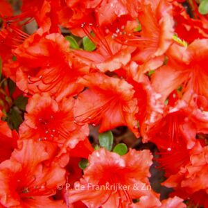Rhododendron 'Hot Shot' (Azalea)