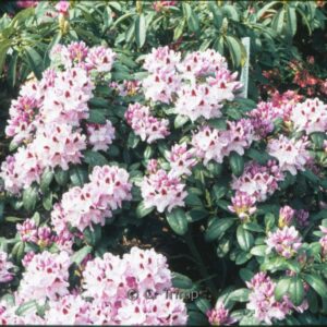 Rhododendron 'Humboldt'
