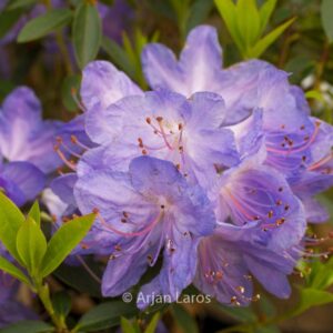 Rhododendron 'Hydon Rodney'