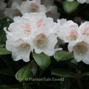 Rhododendron 'Hydon Velvet'