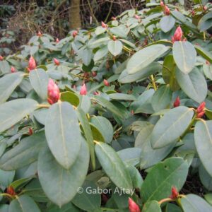 Rhododendron 'Jackwill'