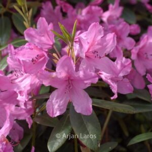 Rhododendron 'Jocking'