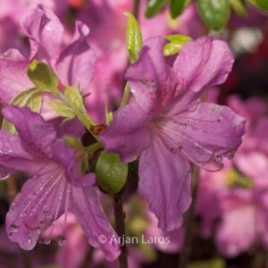 Rhododendron 'Johann Sebastian Bach' (Azalea)