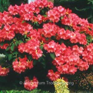 Rhododendron 'Karin'