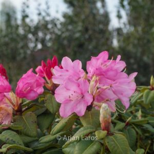 Rhododendron 'Karl Foerster'