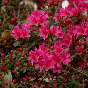 Rhododendron 'Kathleen' (Azalea)