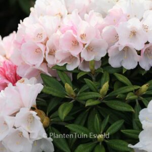 Rhododendron 'Kings Ride'