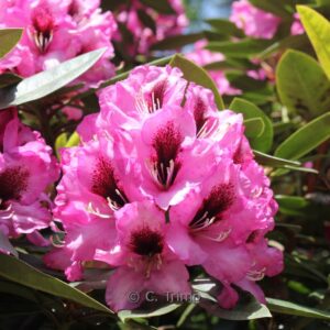 Rhododendron 'Kokardia'