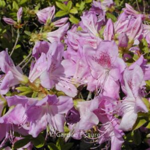 Rhododendron 'Ledicanense' (Azalea)