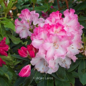 Rhododendron 'Lem's Monarch'